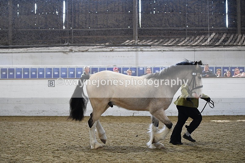 WJ5_4512 - Class 3 Part Bred In hand