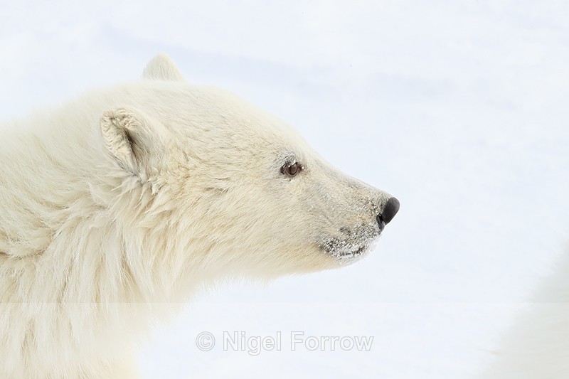 Polar Bear cub close profile, Churchill, Canada - Polar Bear