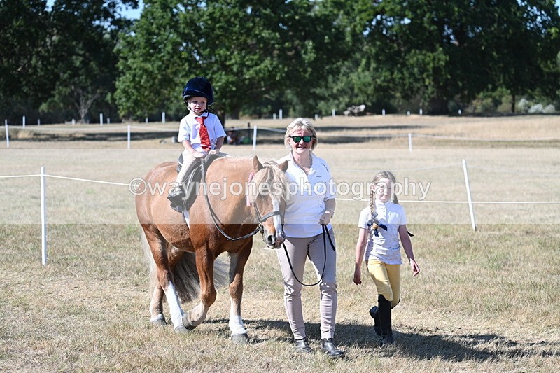 WJ7_1752 - Class 42 Most Handsome Gelding
