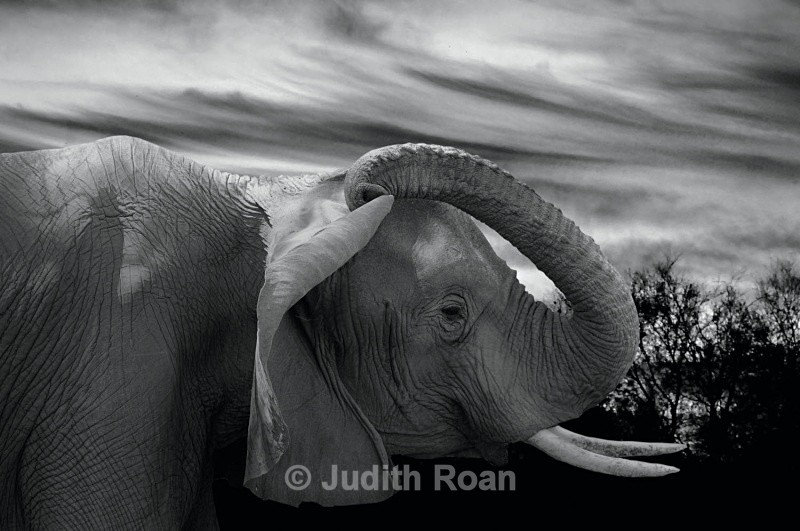 Elephant scratching ear - South Africa Birds and Mammals