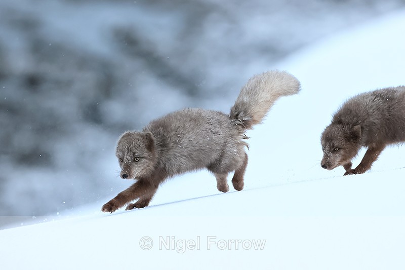 Arctic Fox chase, Hornstrandir, Iceland - Arctic Fox