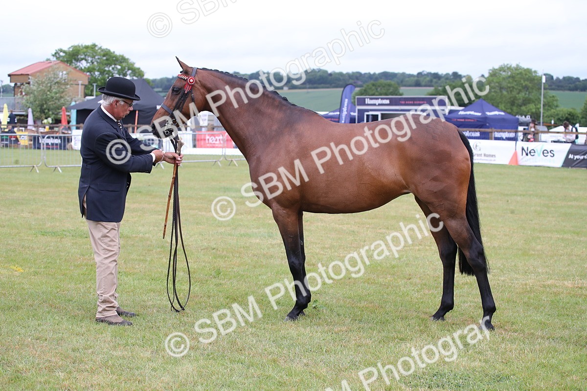 SBM_00179 - Class 17-20 - Arab & Part Bred - Anglo Arab In Hand