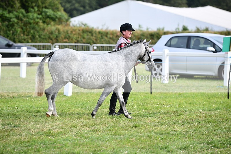 DSC_9123 - SP/SHP Pony Breeding Championship