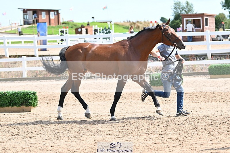 240717A-153014-02850 - Trot Up 3pm to 4pm