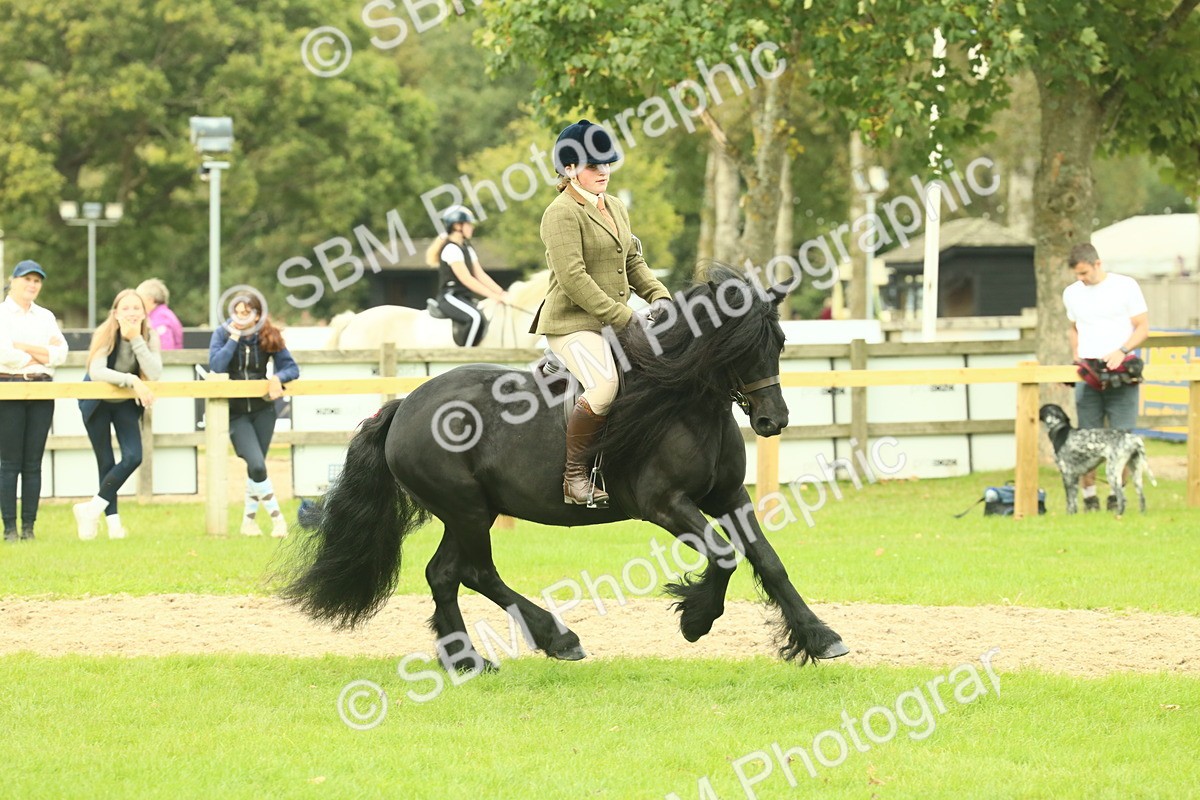 SBM_71936 - S60 - Mountain & Moorland Ridden Large Breeds