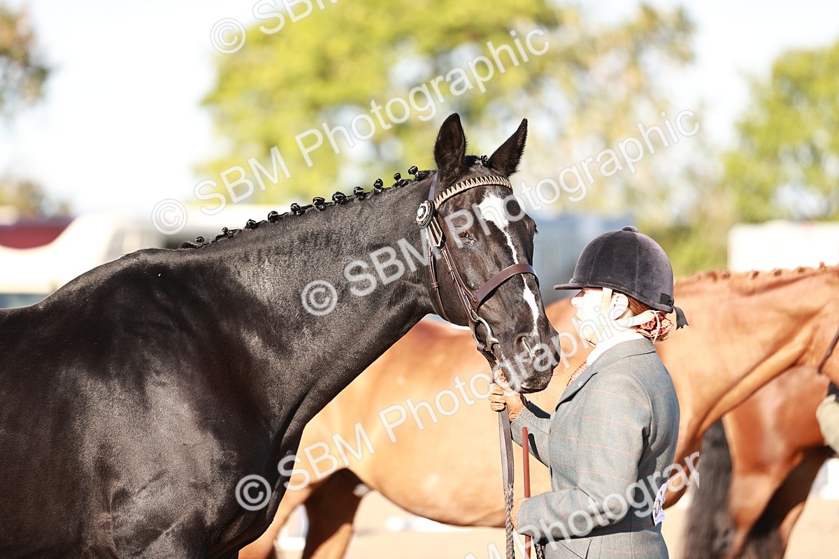 SBM_11212 - Class 401 - IH  Veteran horse