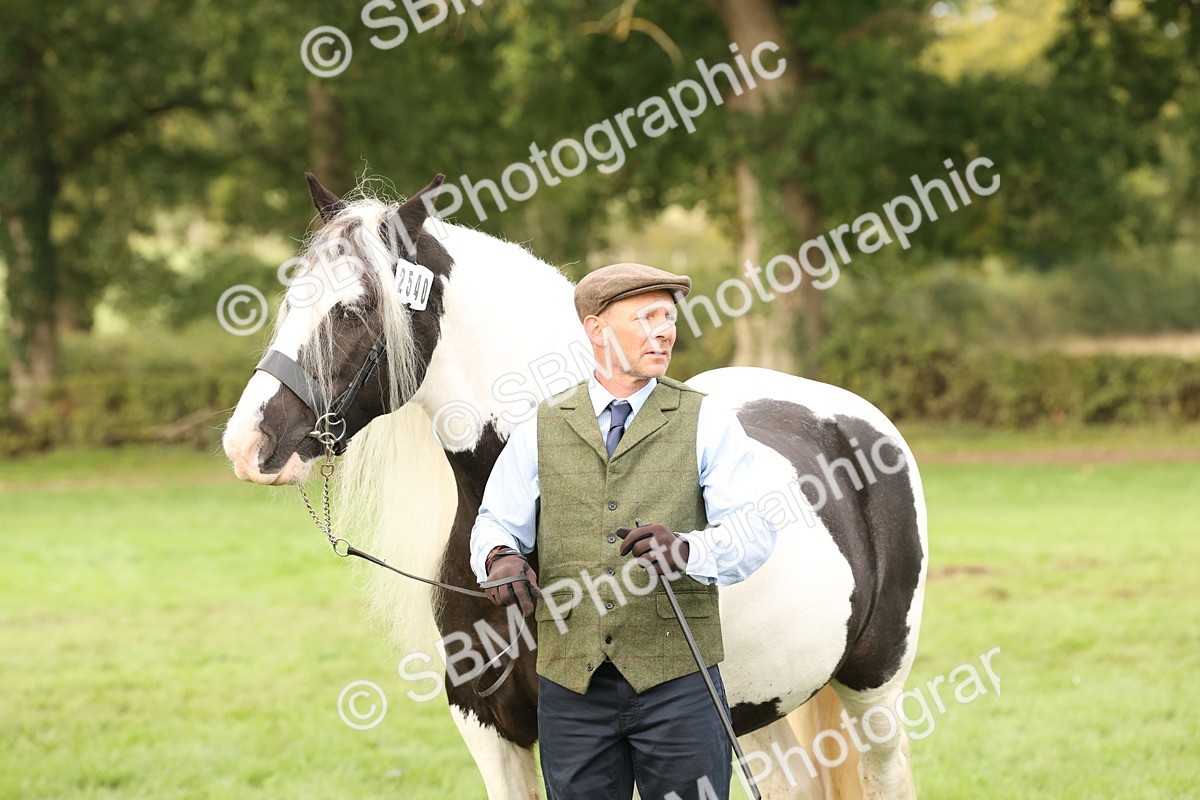 SBM_56819 - S54 - Piebald & Skewbald Horse In Hand