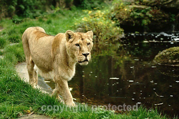 Asiatic Lioness roaming (Cotswold Wildlife Park) - Asiatic Lions
