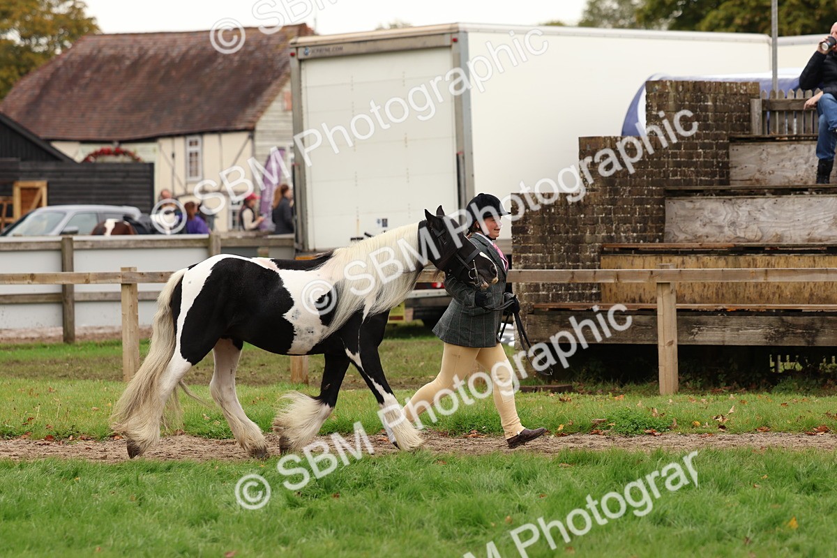 SBM_59858 - S36 - Rehabiliated Rescue Horse & Pony In Hand & Ridden