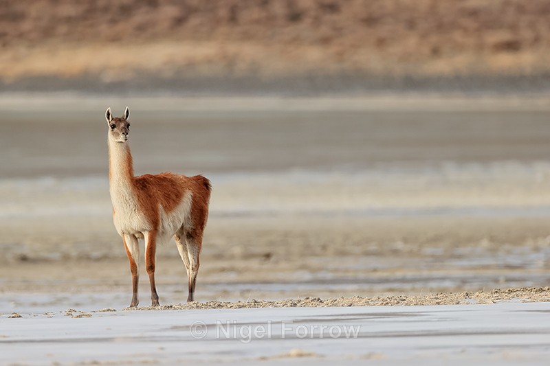 Guanaco standing still, Laguna Amarga, Torres del Paine, Chile - Guanaco