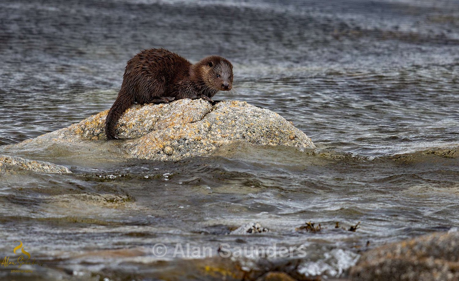 Eurasian Otter 6