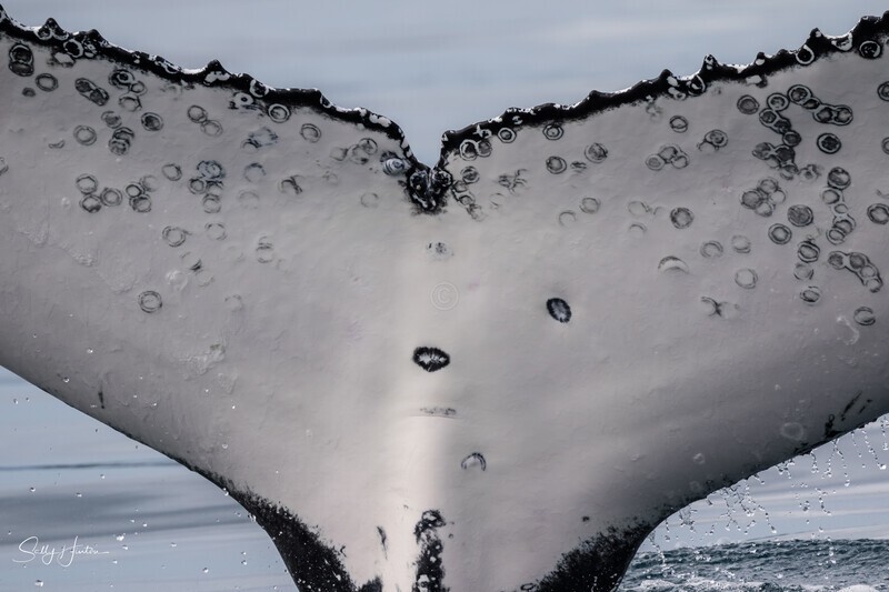 Humpback Fingerprint
