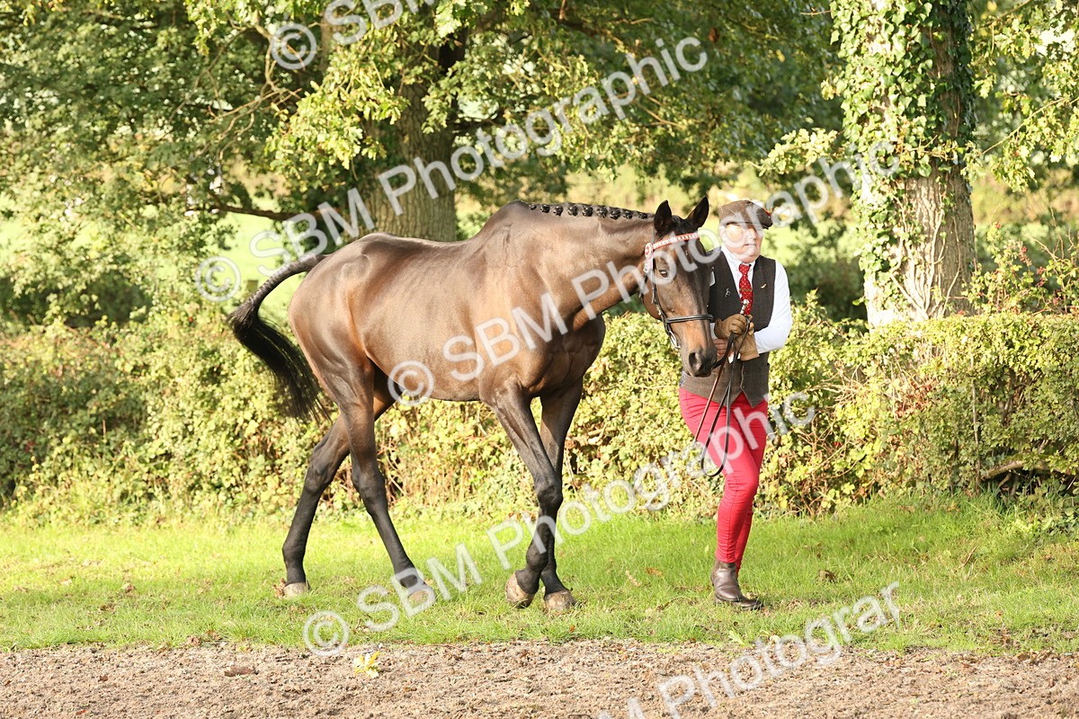 SBM_54922 - S52 - Riding Horse & Hack & thoroughbred In Hand