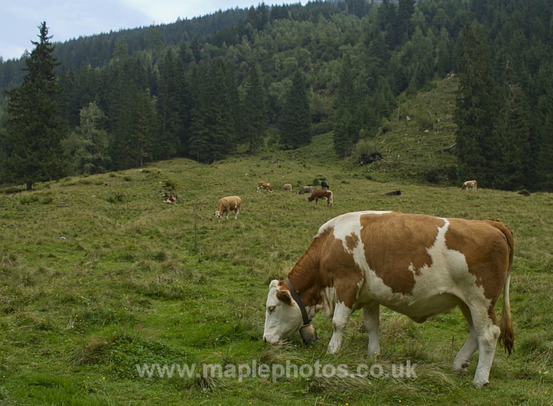 Austrian Cow Grazing