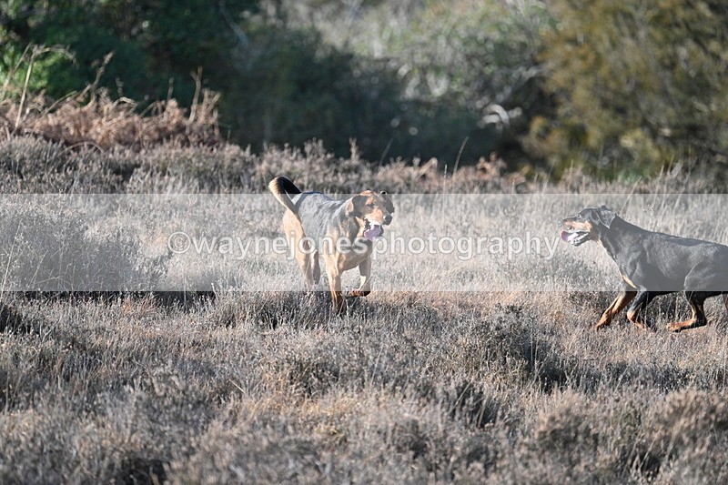 WJ7_7893 - Line 3 (no line 4 or 5)