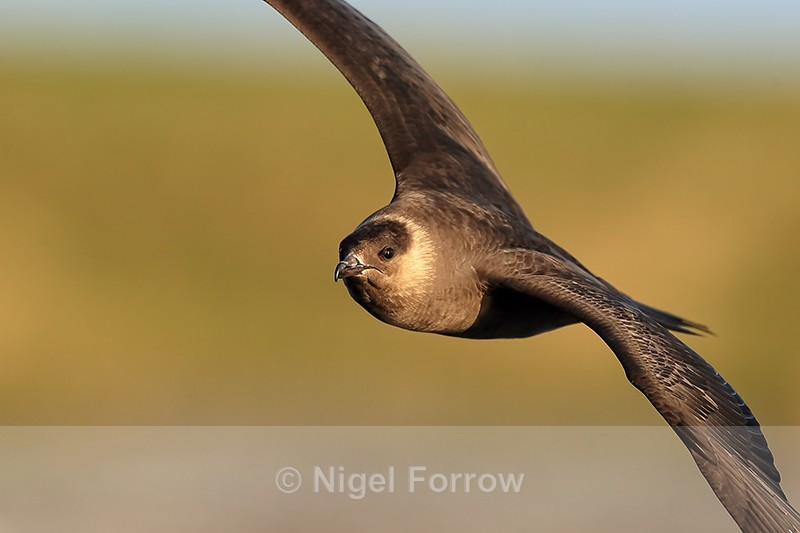 Arctic Skua in flight close view, Flatanger, Norway - Arctic Skua