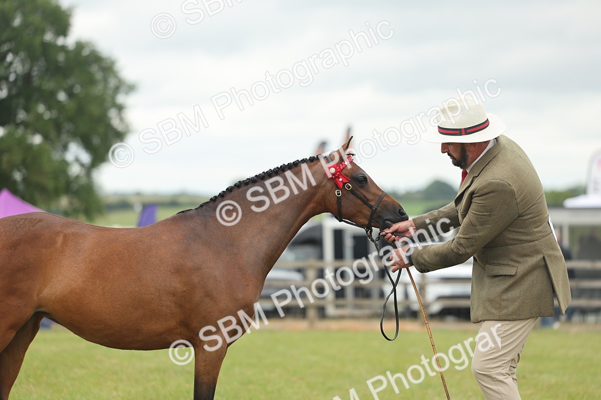 SBM_05434 - Class 68-73 - Riding Pony Breeding