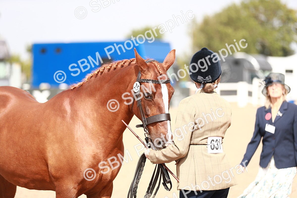 SBM_13240 - Class 208 IH Veteran Horse