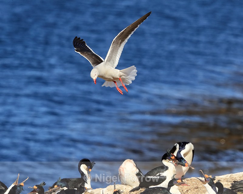Dolphin Gull hovering above Imperial Shag colony, Carcass Island - Dolphin Gull