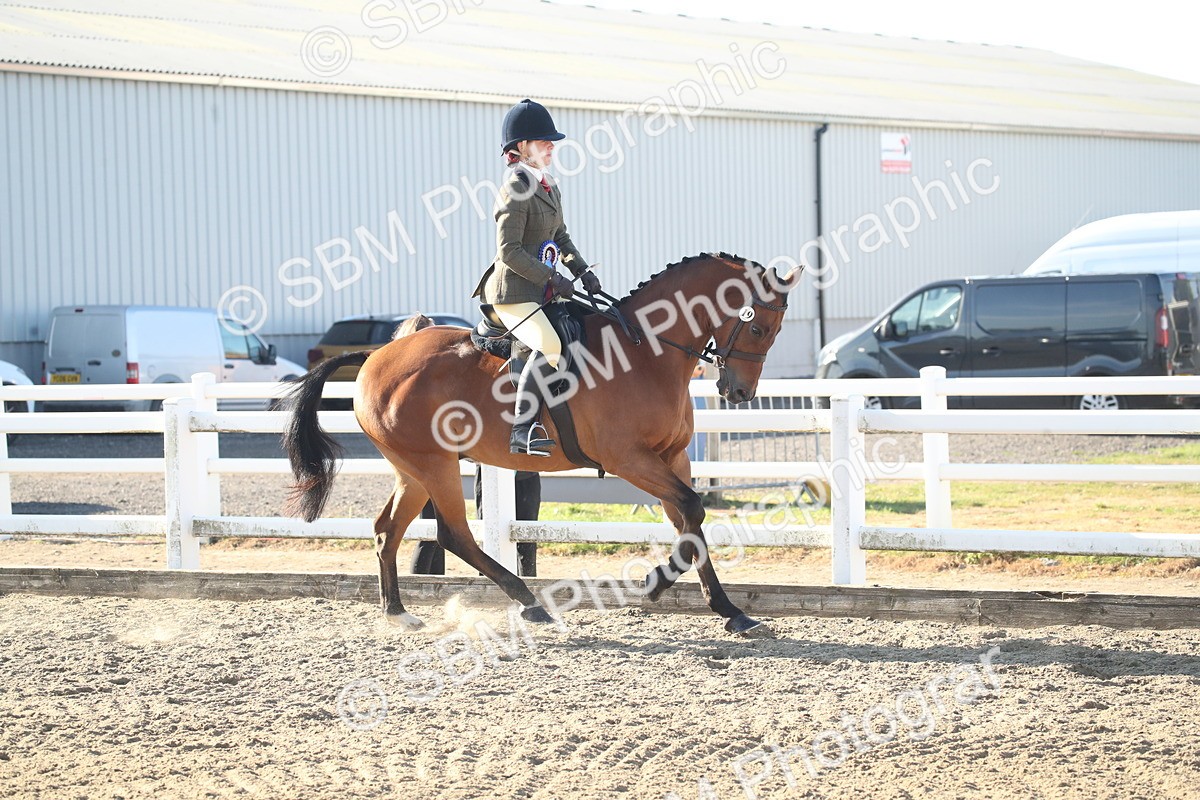 SBM_11600 - Class 502 - Riding Club Horse