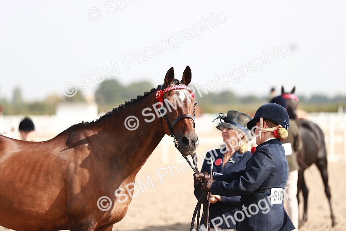 SBM_11101 - Class 205 IH Show Pony/ Show Hunter Pony