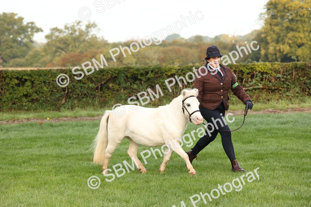 SBM_54402 - S51 - Foreign Breeds In Hand