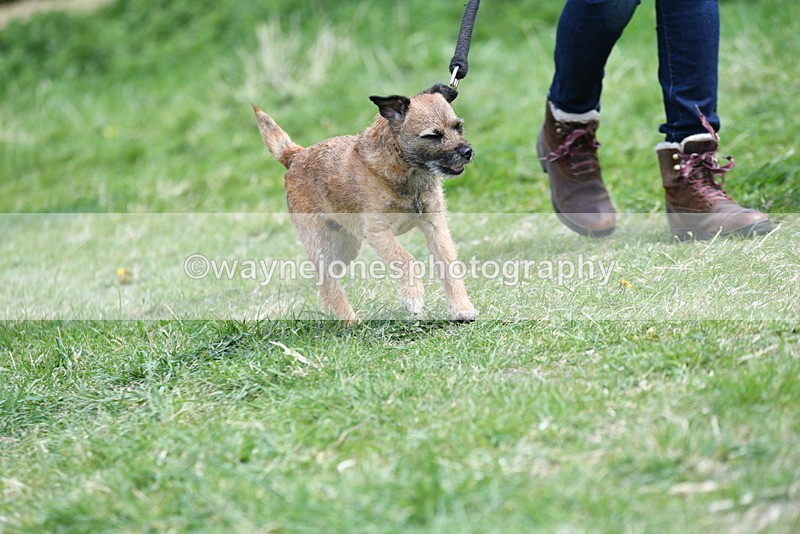 WJ5_0490 - Class 7 Best Terrier