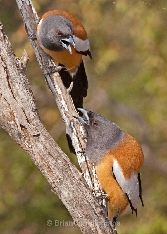2 Rufous Treepies - Indian Tiger Safari Tour 08
