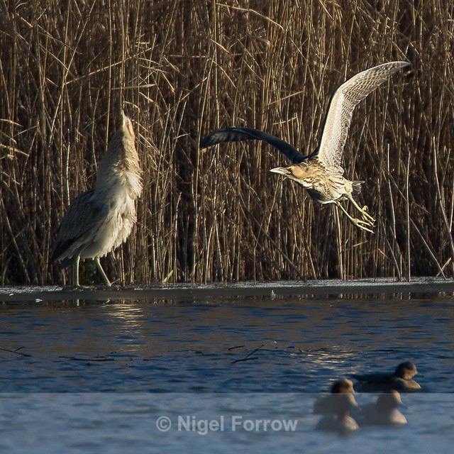 Bittern takes to the air when confronted by another - Bittern