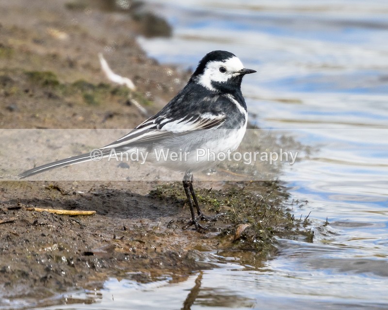 20160416-8E0A3382 - Wagtails