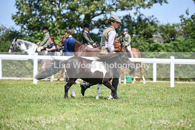 DSC_7339 - Class 62: Coloured Pony Youngstock