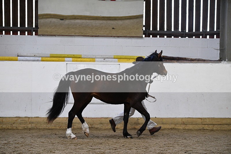 WJ5_5711 - Morning in hand Championship