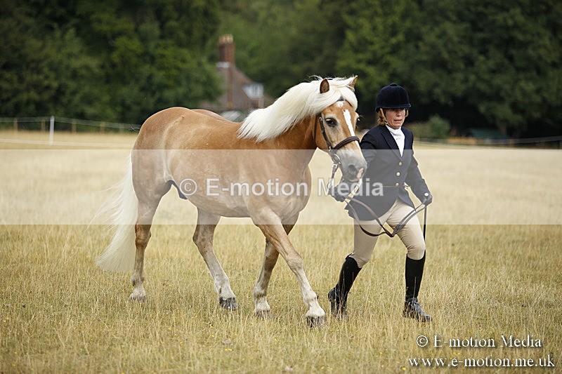 _C7A9442 - BVRC Sow 2018 Ring 2