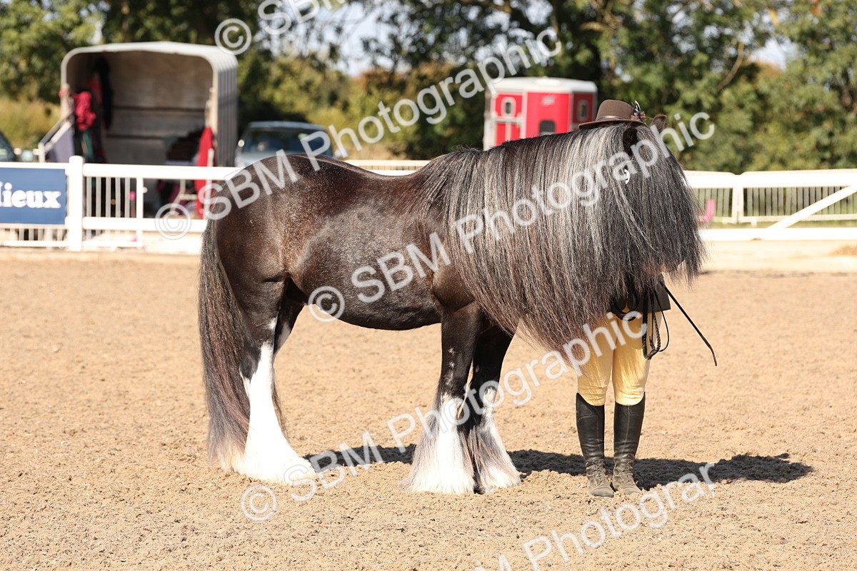 SBM_12871 - Class 206 - IH Non Show Type Pony