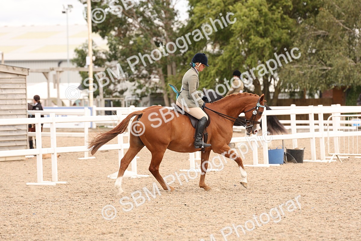 SBM_17329 - Class 214 - Ridden Hack Riding Horse