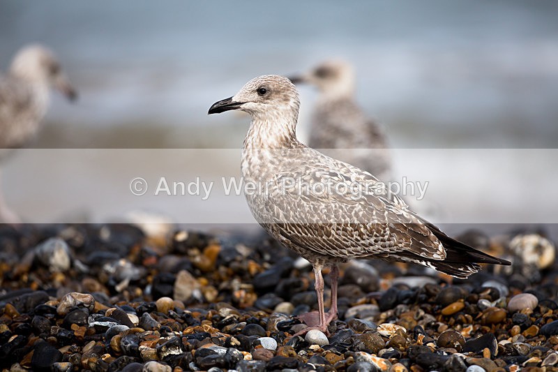20140929-3K8A5832 - Herring Gull