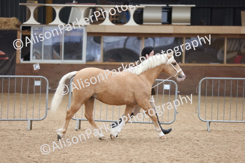 20251109-0835 - Class 25 - Yearling, Colt, Filly or Gelding