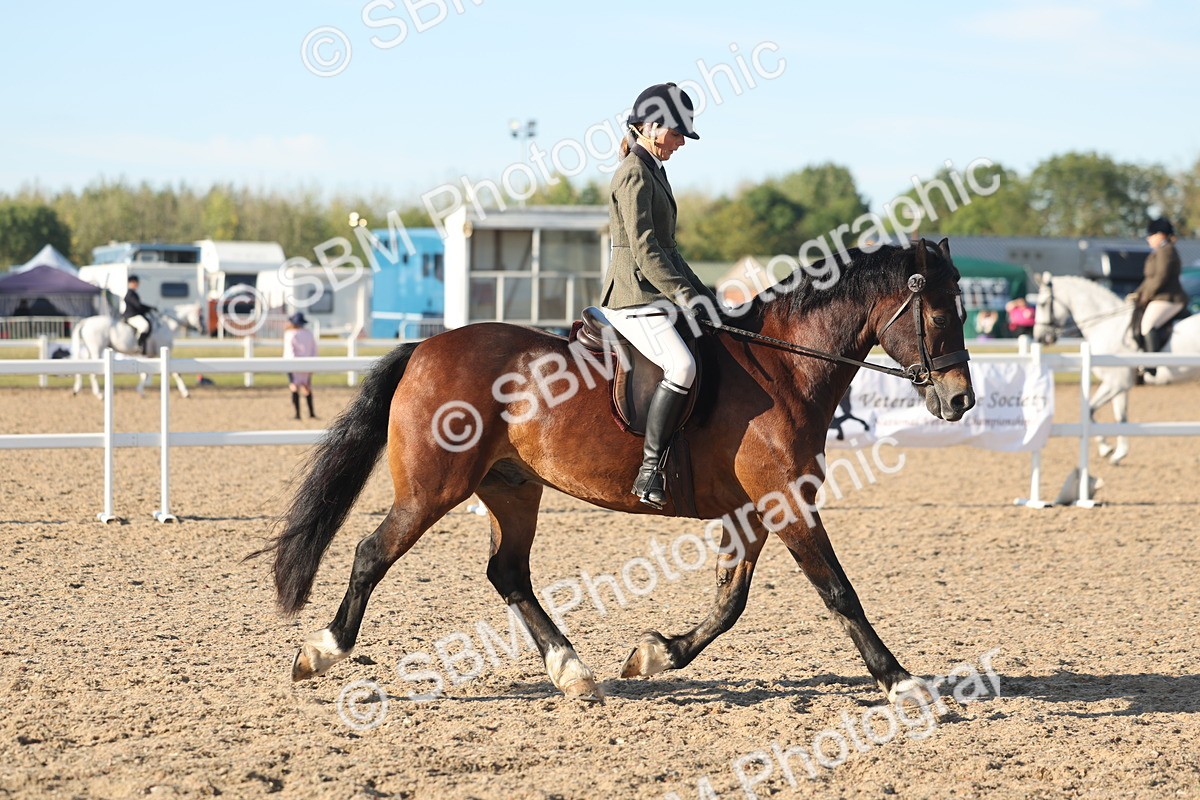 SBM_11019 - Class 302 - Ridden M&M Large Breeds