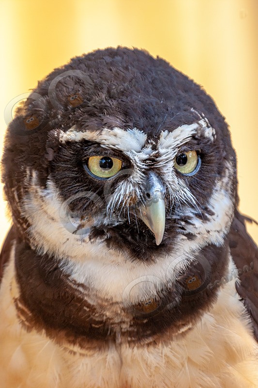 Spectacled owl Pulsatrix perspicillata 350 - Owls of the World