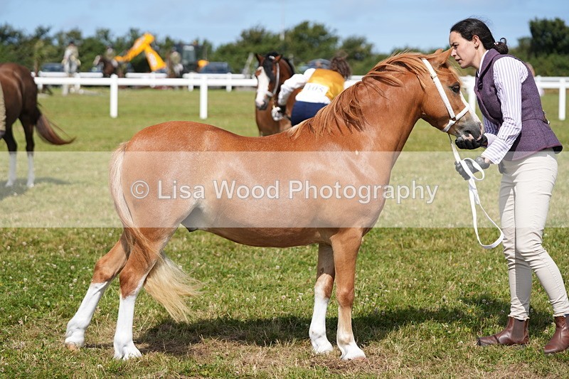 DSC05565 - Class 50: NPS M&M 4 years and over Small Breeds