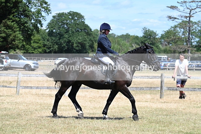 WJ7_2871 - Class 7 Riding Club Show Horse