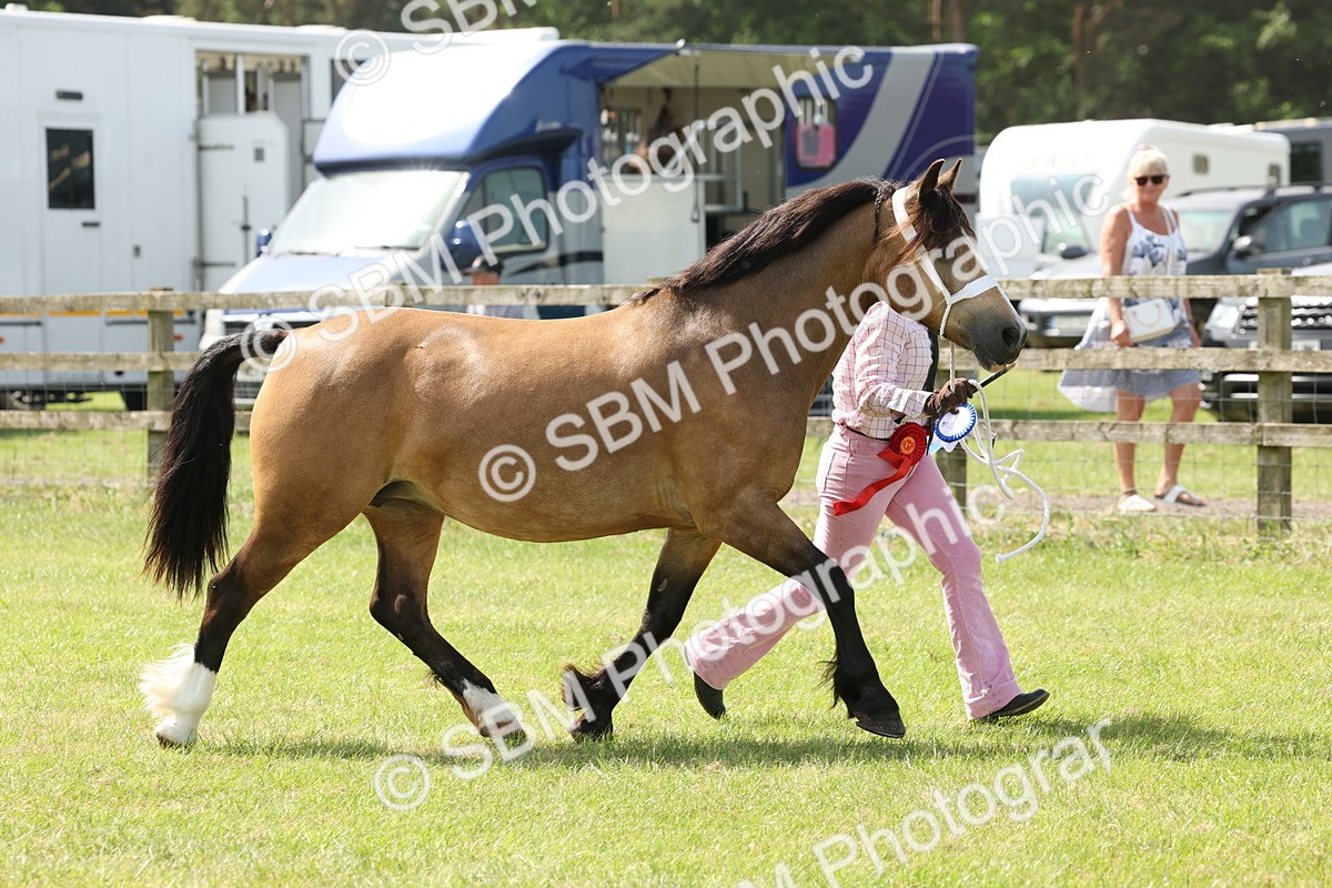 SBM_02435 - Class 6-13 - Mountatin and Moorland In Hand Welsh Breeds