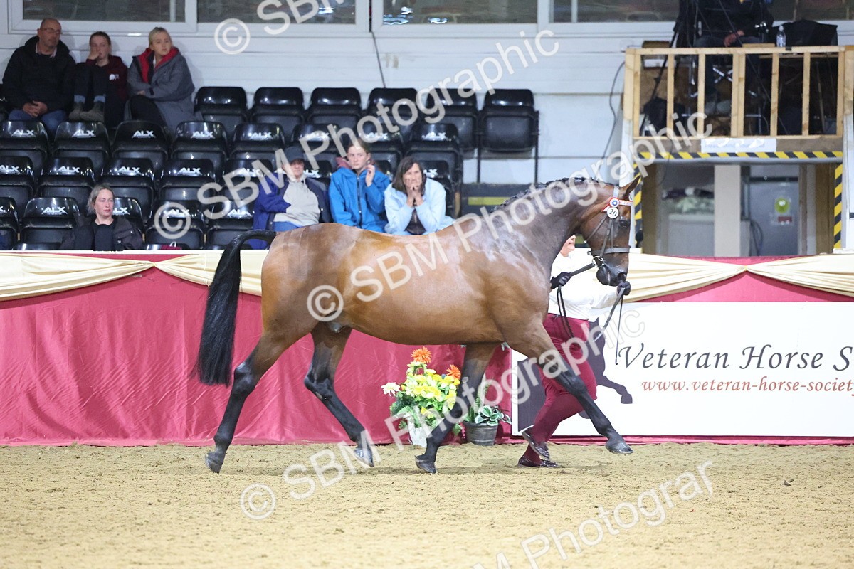 SBM_18809 - Class E IH Horse Champ