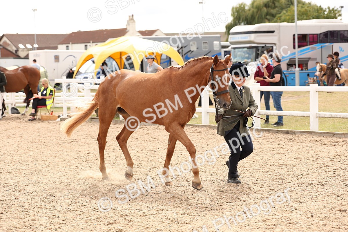 SBM_14679 - Class 208 - IH Veteran Horse