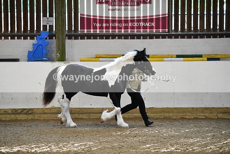 WJ5_3434 - Class 1 Youngstock