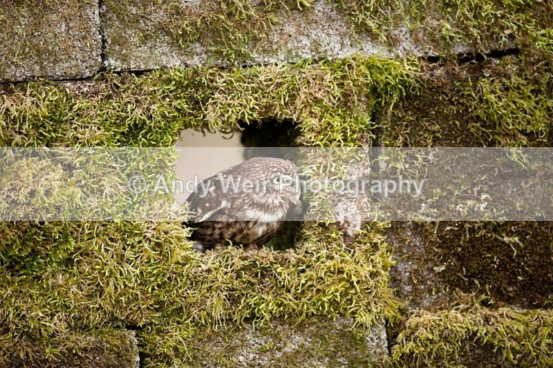 20110312-IMG_1246 - Little Owl