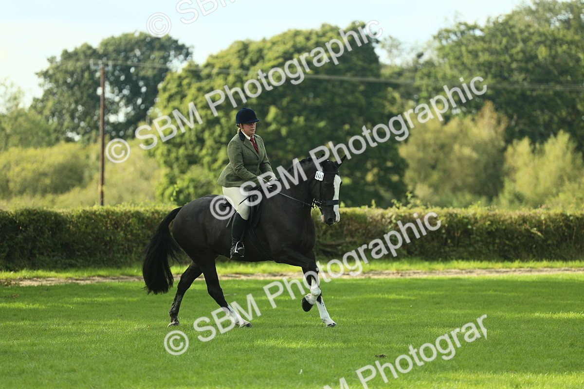 SBM_50623 - S33 - Working Hunter & Working Show Horse