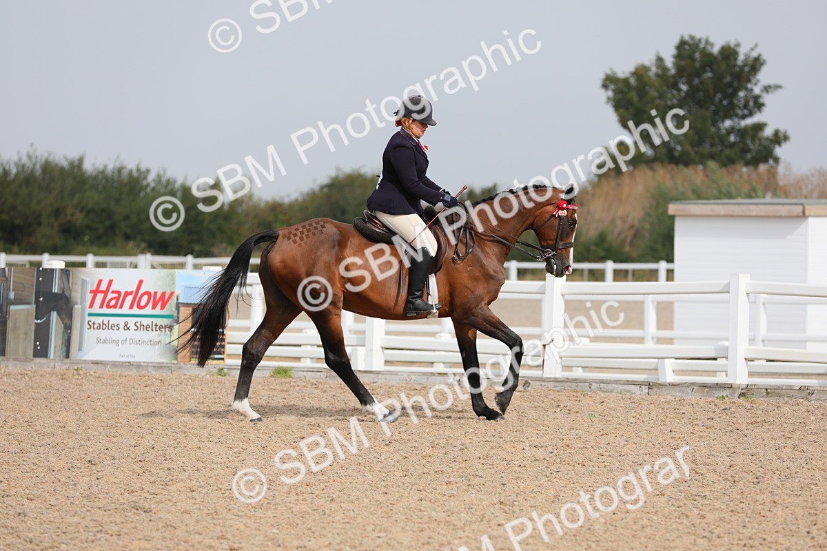 SBM_11463 - Class 305 Ridden Foreign Breeds- Pure Bred