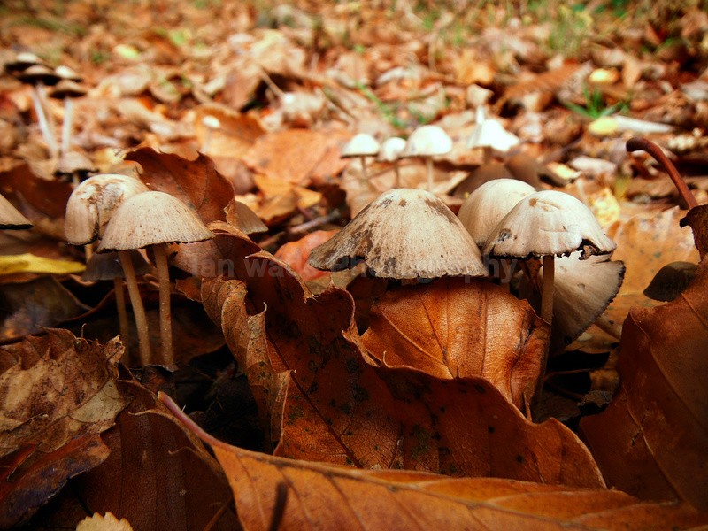  - Wild Flowers,  plants & Fungus photography, Great Britain