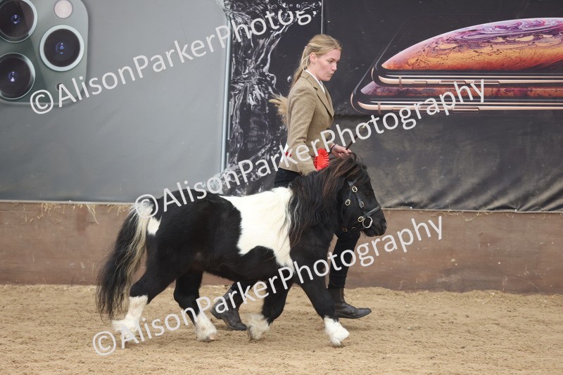 20251109-0287 - Class 12 - Stallions 4 Years and Over